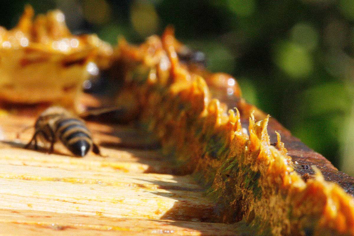 1200px-Propolis_in_beehives.jpg