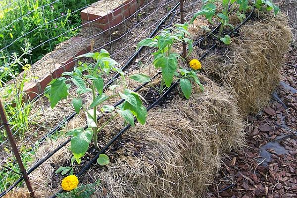 straw-bale-gardening.jpg