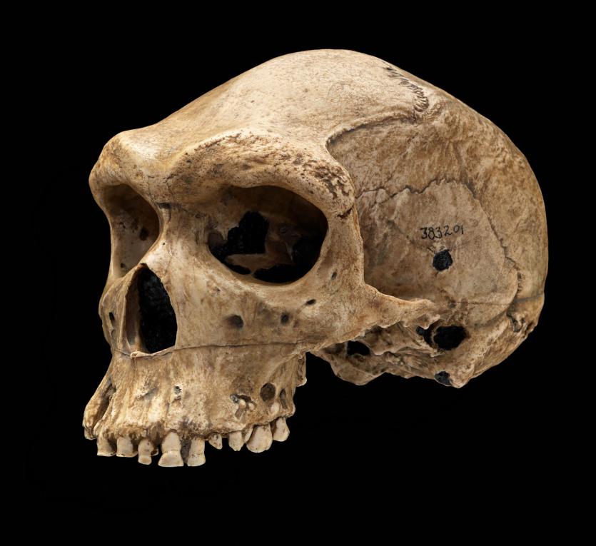 heidelbergensis_Kabwe_jddh_3qtr_s.jpg