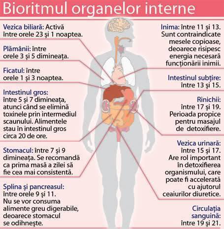 Bioritmul-organelor-interne.jpg