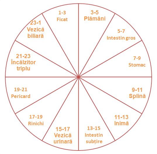 orele-functionare-organe.jpg