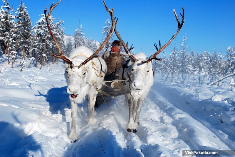 reindeersledtripoymyakon_10.jpg