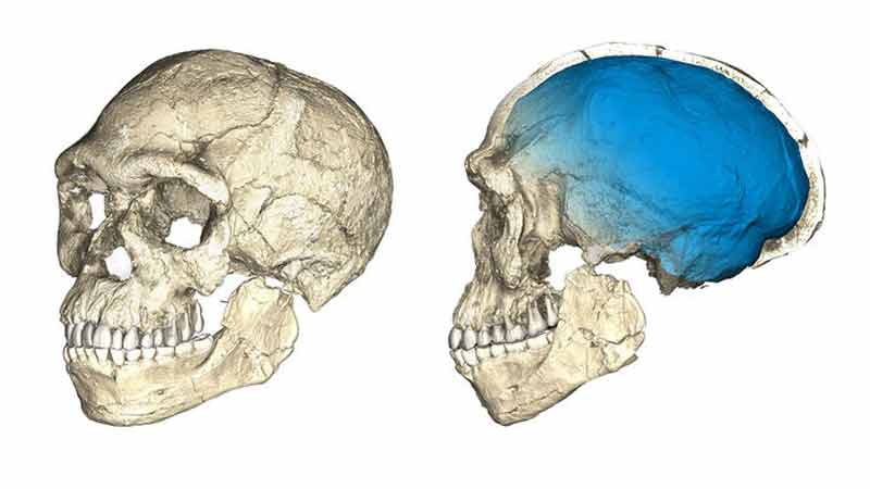 1-homosapiens_0607_1.jpg